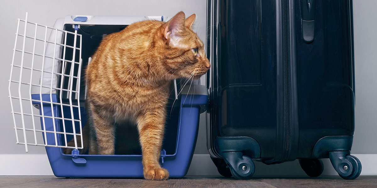 Should You Drive or Fly with Your Cat This Holiday Season
