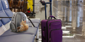 Tips for Traveling On a Plane with Your Cat