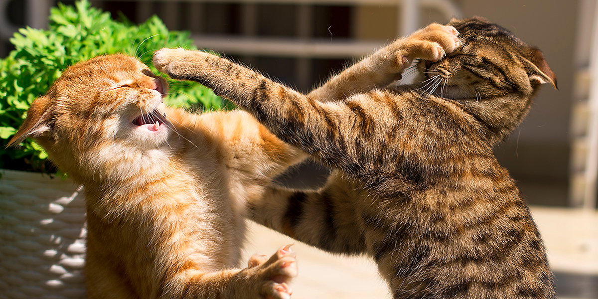 CAT AGGRESSION TO OTHER CATS/PETS