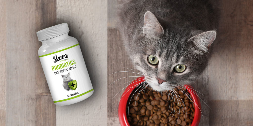 Safe Thanksgiving Food For Cats Our Cat Litter Blog Skoon Cat Litter