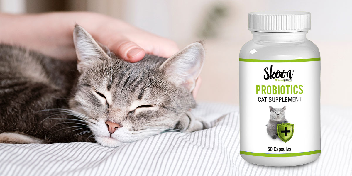 Support Your Cat’s Digestive System with Skoon