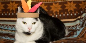 Cat Thanksgiving Costume Ideas