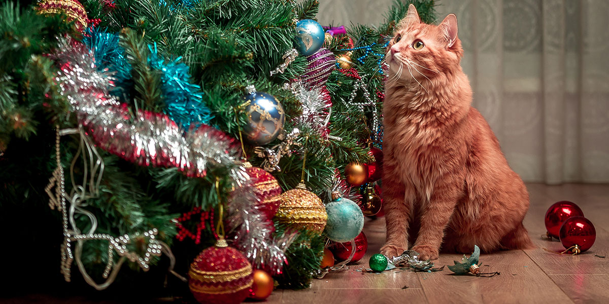 Tips For Keeping Your Cat Calm During the Holiday Craziness