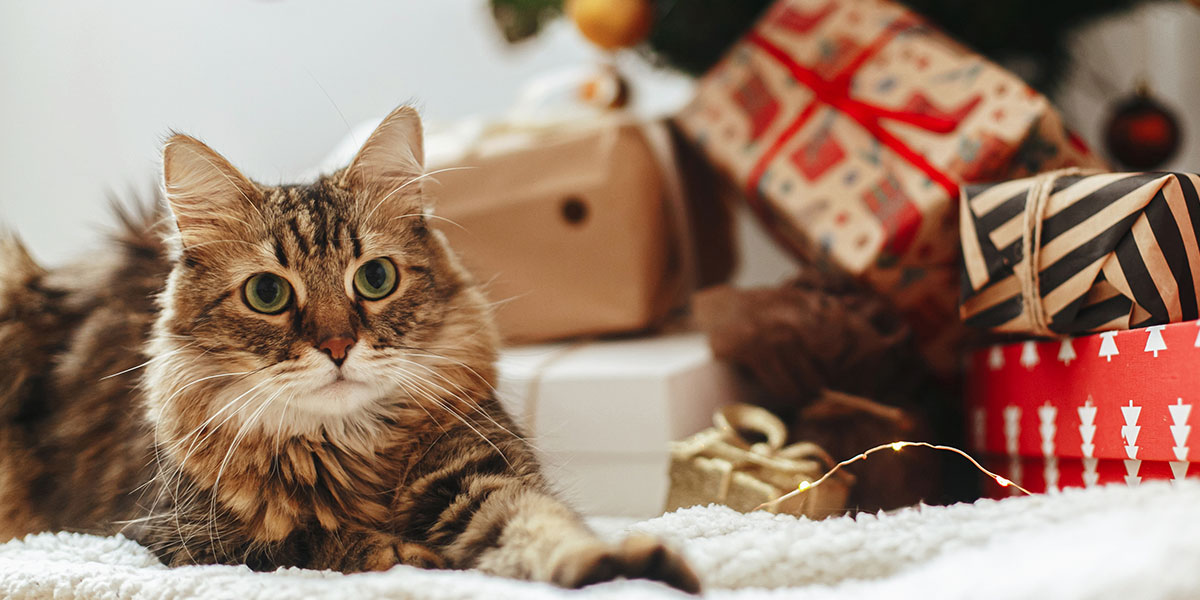 Best Gifts for Your Cat This Holiday Season