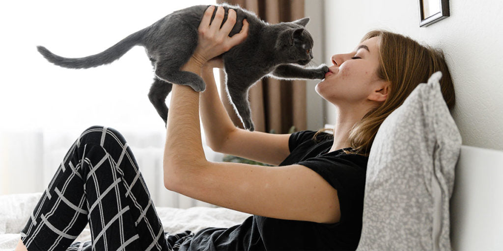 Holiday Hacks How To Calm Your Cat Down Our Cat Litter Blog Skoon