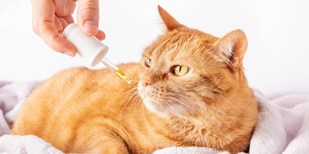 Holiday Hacks How To Calm Your Cat Down Our Cat Litter Blog Skoon