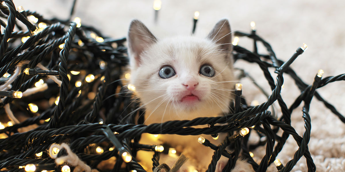 Choose Cat-Friendly Holiday Decor