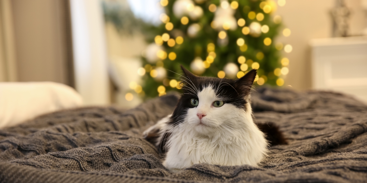 Holiday Hacks: How To Calm Your Cat Down