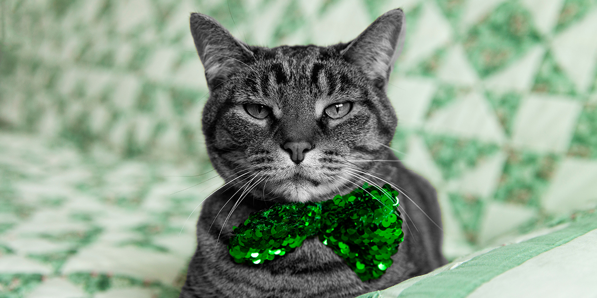 How To Dress Your Cat Up For Saint Patrick's Day