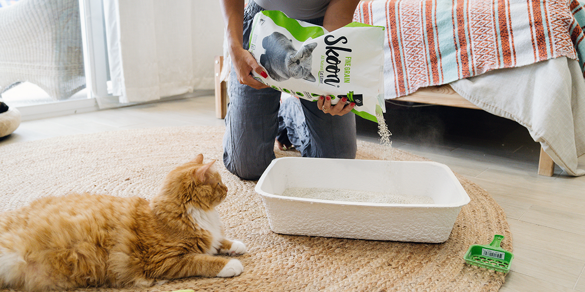 Keep Your Cat Happy and Healthy with Skoon