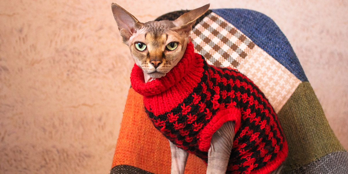 Best Ways To Keep Your Sphynx Warm In The Winter