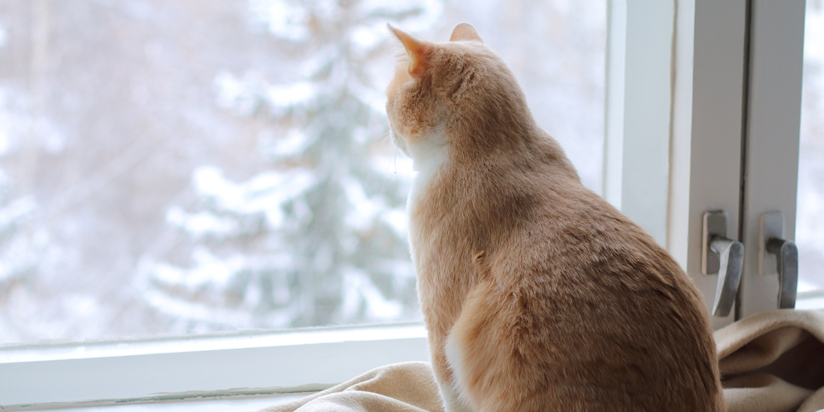 Is It Safe For Cats To Be Outside During Winter?