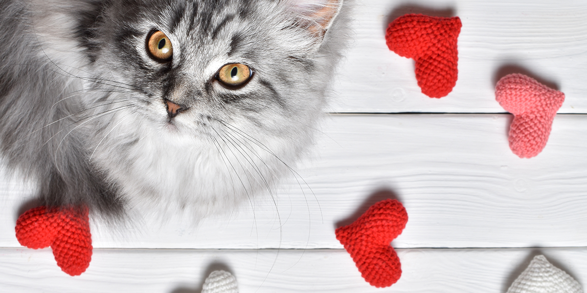 The Purrfect Way To Spend Valentine's Day With Your Cat