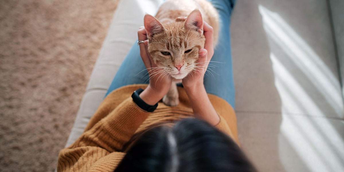 Best Ways To Show Your Cat They Are Loved