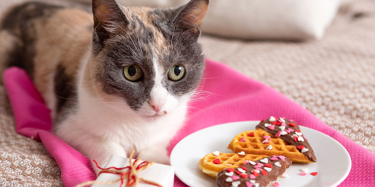 How To Make Valentine’s Day Cat Treats