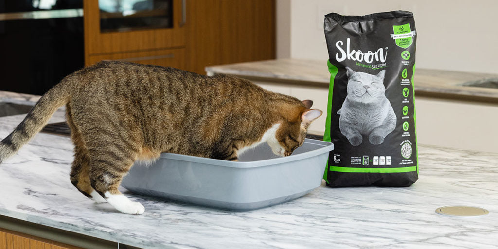 Showing Your Cat Affection Skoon Cat Litter
