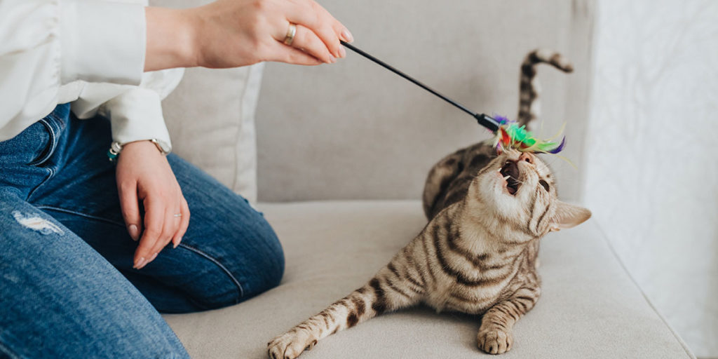 How Much Time Should You Spend Playing With Your Cat?