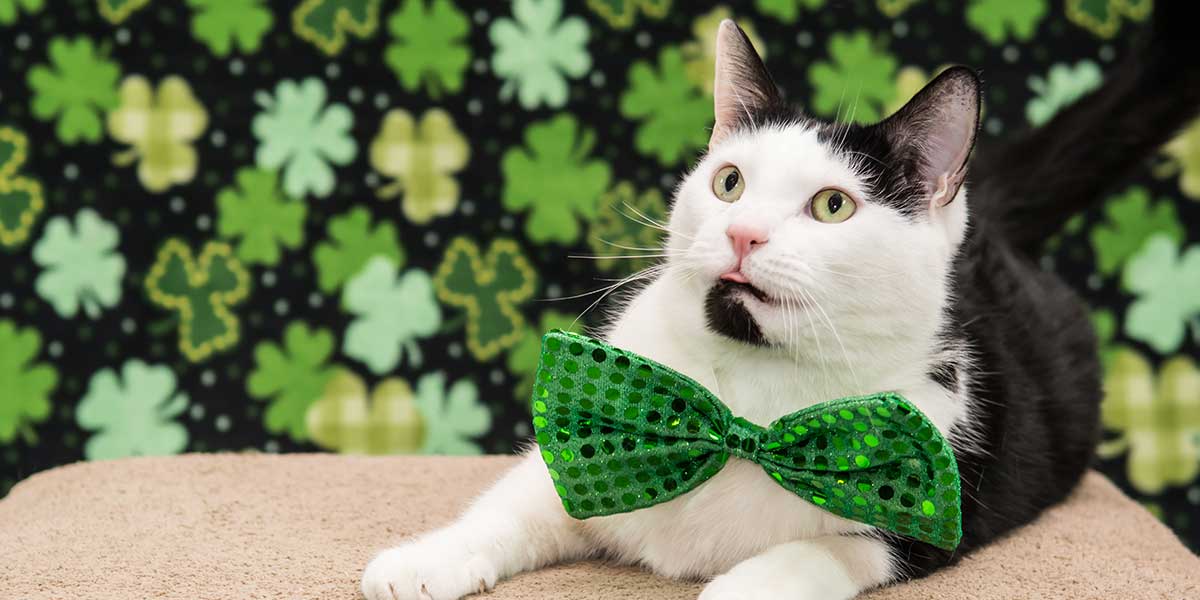 the pound dogs and cats st patricks day specials okc