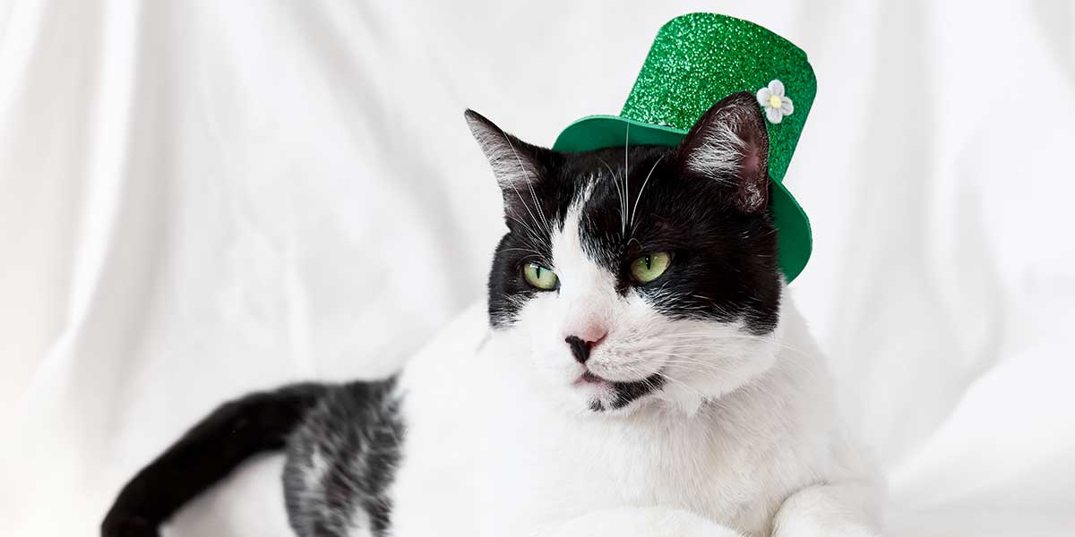 Leprechaun Cat Hat St. Patrick's Day Hat for Cats St 