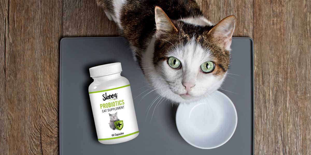 Support Digestive Health with Skoon