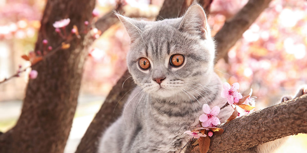 Outdoor Activities You Can Enjoy With Your Cat This Spring