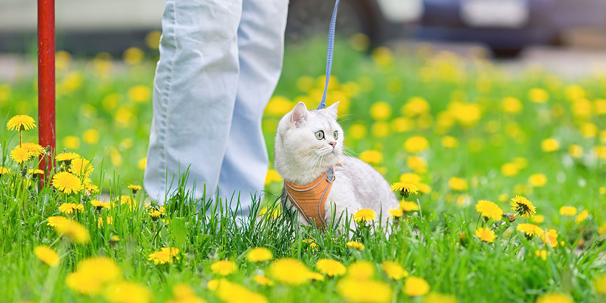 Simple Outdoor Activities for Cats