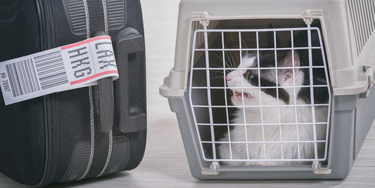 Traveling On a Plane with Your Cat