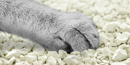 What You Need to Know About Non-Clumping Cat Litter