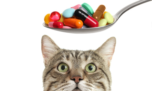 Do Cats Really Need Vitamin Supplements?