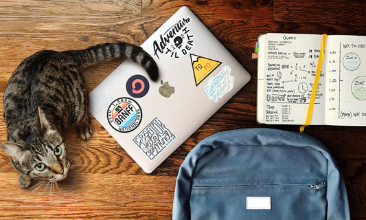 Cat Litter Hacks for a Smooth Back-To-School Season
