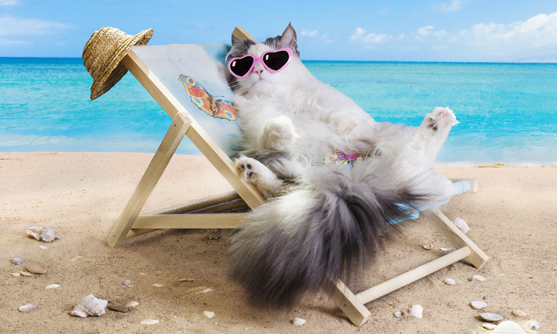 Summer Cat Memes to Enjoy