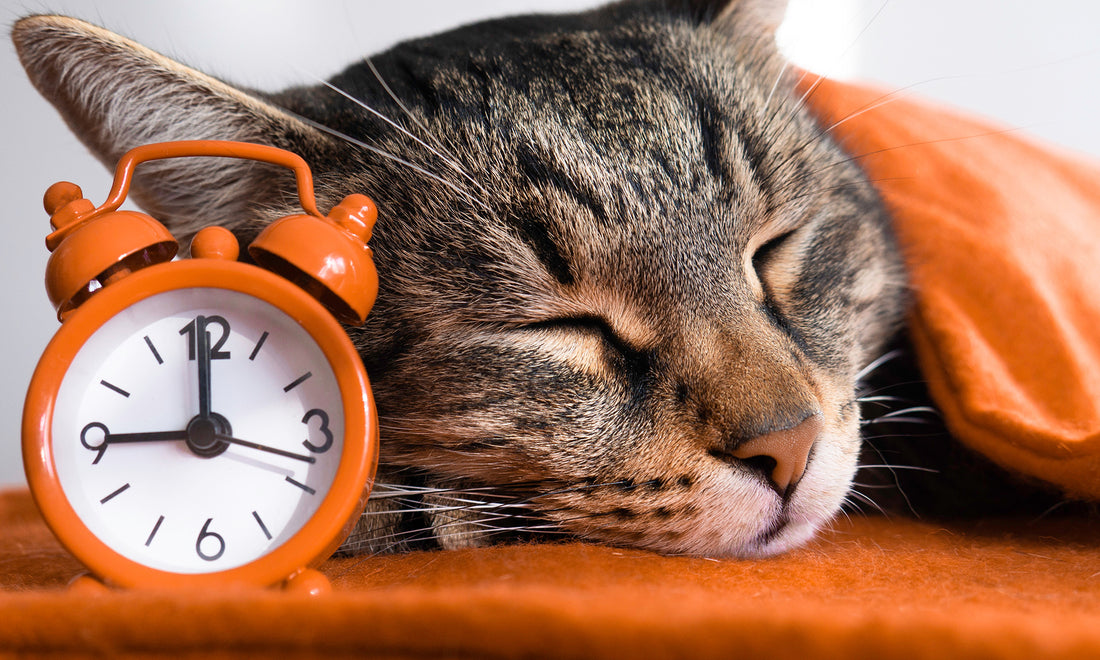 How Many Hours Do Cats Sleep A Day?