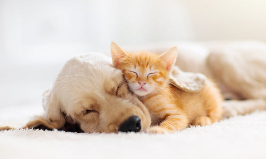 Is Cat Litter Toxic to Dogs? Here’s What to Do if Your Pup Takes a Bite or Two
