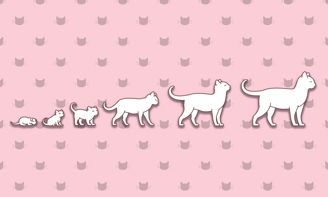 When Do Cats Stop Growing?