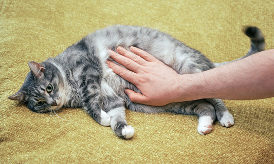 What to Know About Sensitive Stomach Cat Food