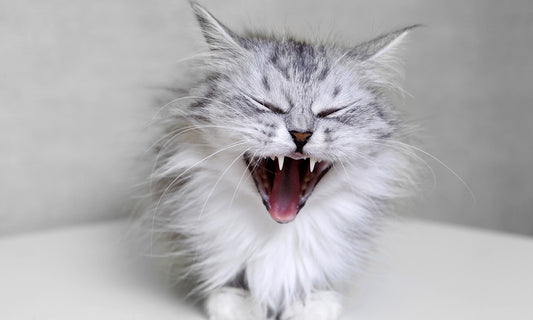 What You Need to Know About Cat Zoomies