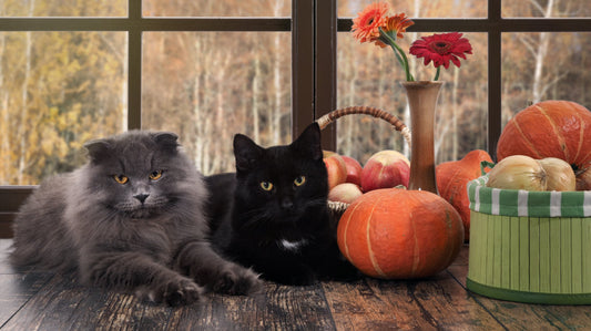 Cat (Litter) Gratitude