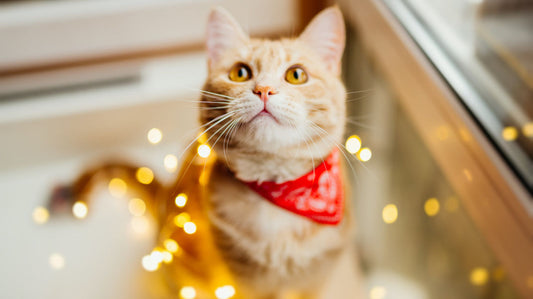 3 Perks of Having Cat Litter Subscriptions for the Holiday