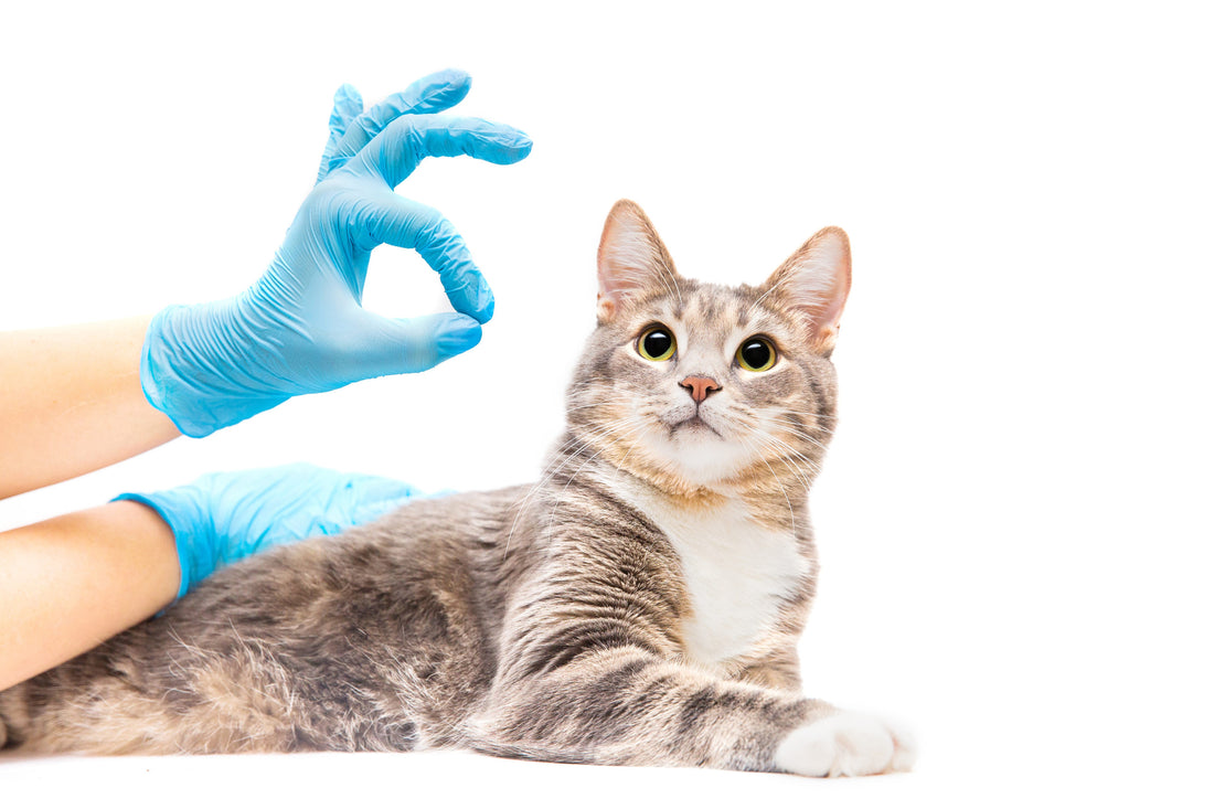 Low-Dust Cat Litter Makes for a Happy Home