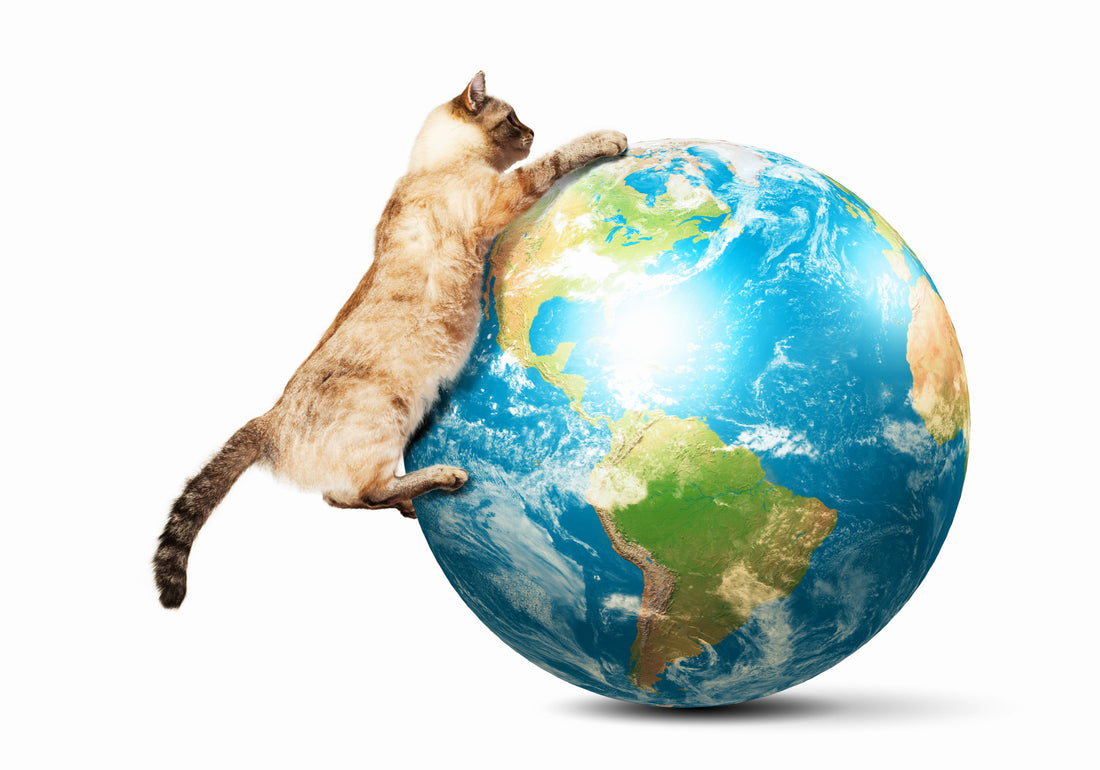 Eco-Friendly Cat Litter for Earth Day