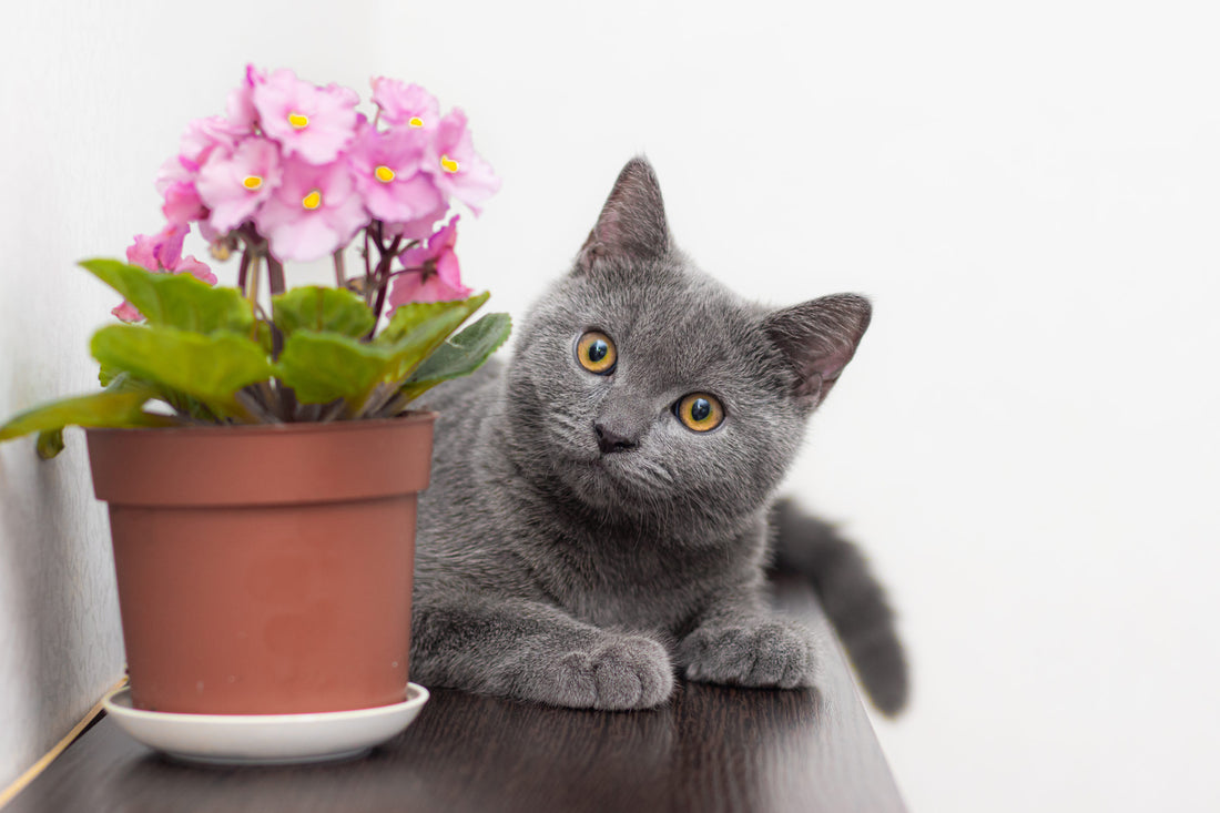 Skoon: One Giant Leap for Mankind: Eco And Friendly Cat Litter