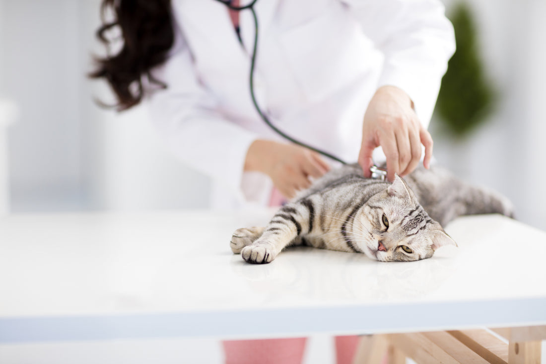 Looking Closer at Dusty, Non-Hypoallergenic Cat Litter
