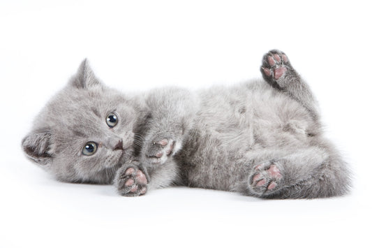 Hypoallergenic Kitty litter for happy kitties