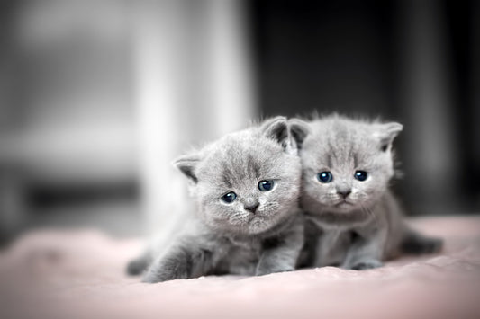 Enjoy the best cat litter for odor control
