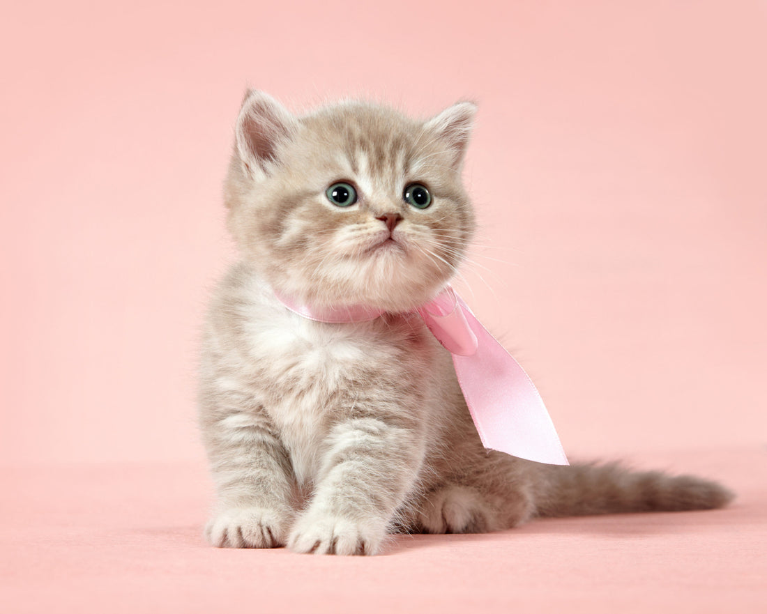The #1 Product to Show Your Cat You Love Them