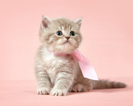 The #1 Product to Show Your Cat You Love Them