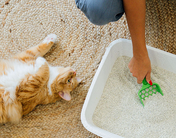 Cat Litter - Slide 3